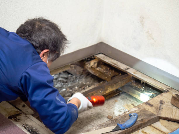 Best Mold Damage Repair  in Sunnyvale, TX