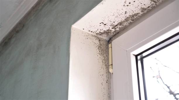 Best Commercial Mold Removal  in Sunnyvale, TX