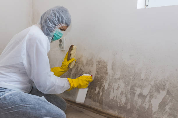Best Affordable Mold Removal  in Sunnyvale, TX