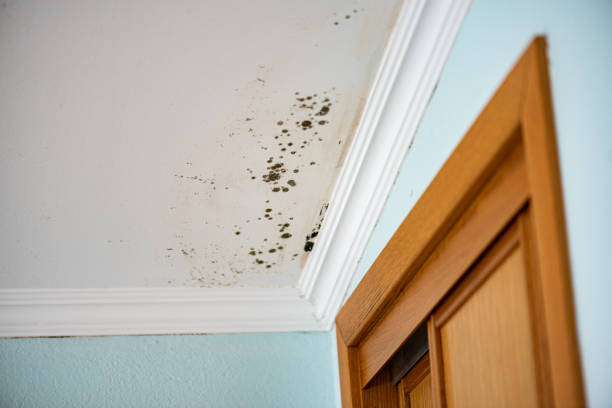 Best Fast Mold Removal  in Sunnyvale, TX