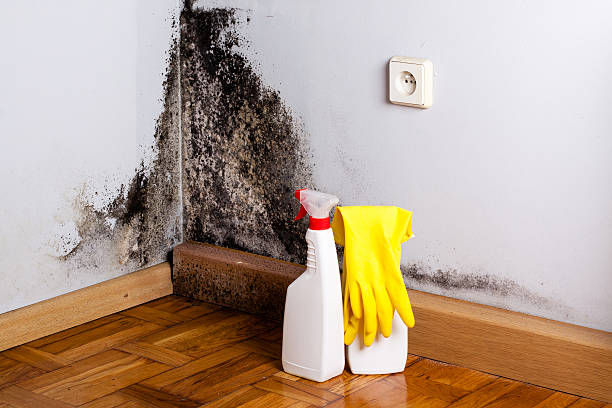 Best Residential Mold Removal  in Sunnyvale, TX