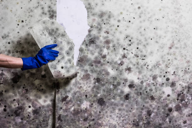 Best Home Mold Removal  in Sunnyvale, TX