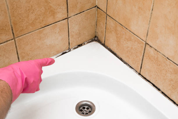 Best Attic Mold Removal  in Sunnyvale, TX